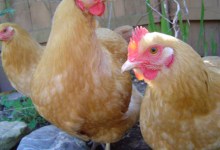 Chickens in the City