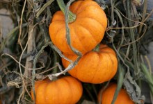 Fall Harvest Field Trips