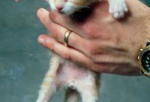 Keeping Cats Inside