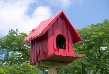 For the Birds