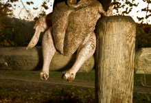 A Thanksgiving Tale