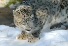 Winter Wonderland