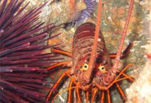 Lobsters on Acid