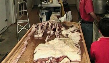 What’s 30 Feet Long with Eight Legs, a Big Beak, and a Life of Mystery?