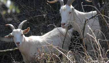 Goats to the Rescue