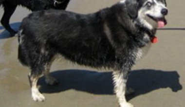 ASAP Shelter Became Hub of Tea Fire Lost and Found