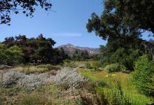 More Ups and Downs for Botanic Garden