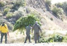 Law Enforcement Eradicates $75 Million Pot Grow