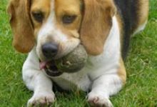 HAPPY Act Could Save Money for Pet Owners