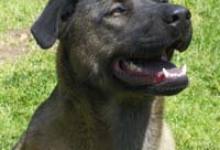 Doggies Need Homes