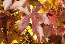 Fallen Leaves