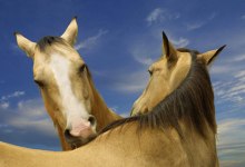 Horse Play