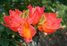 African Tulip Tree