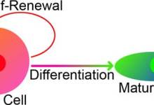 Likely Suspects in Cancer Growth