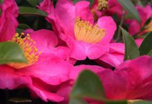 Camellia Sasanqua