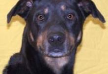 Declawing-Manicure or Mutilation?