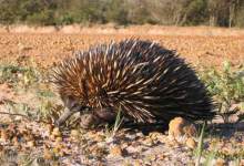 World’s Most Bizarre Mammals: Monotremes