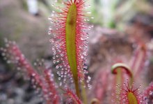 The Plants that Eat Animals