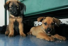 Montecito Pet Shop to Sell Only Rescued Dogs