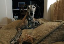 Goletans Embrace Adopted Greyhounds