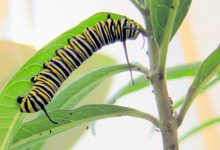 Butterfly Royalty’s Humble Beginnings
