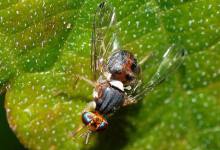 Olive Flies