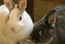 Animal Shelter Week