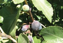 Fall Fruits
