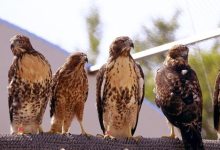 Raptor Rehab