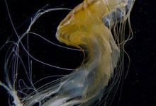 Invasion of the Jellyfish