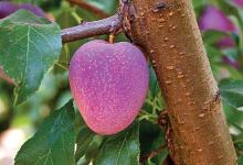 New Fruits