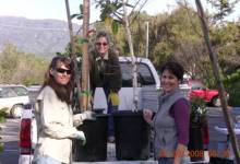 Ojai Trees Wins ReLeaf Grant