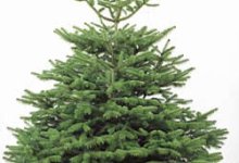 Rent-a-Tree