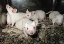 Telomerase: The Fountain of Youth?