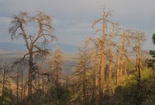 Climate Change Predicted to Continue Southwest Forest Destruction