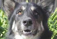 Animal Safety