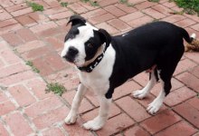 Adopt Mikey