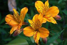 Rebloom
