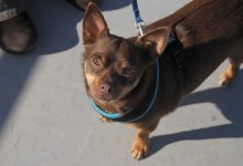 DAWG Adoption Story