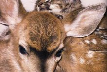 Unlikely Friendships
