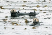 Fishermen Gain Ground in Otter Wars