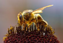 Backyard Beekeepers
