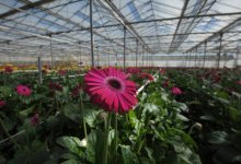 Trade Bill Passes Without Cut Flower Depot