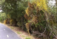 Parasitic Plant Creeps Through Lompoc