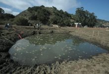 Starting a Swamp