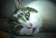 Adoptable Pet of the Week