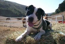 Urgent Call for Help