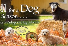 Bring Home a Doggie