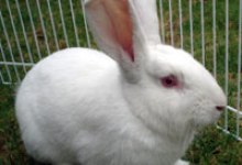 Adoptable Pet of the Week