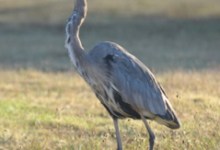 Herons Are Watching